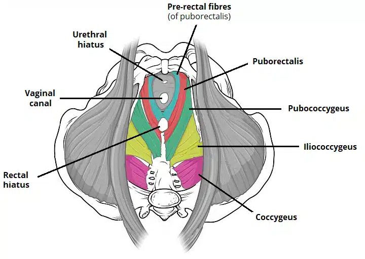 Female Pelvic Floor Muscles