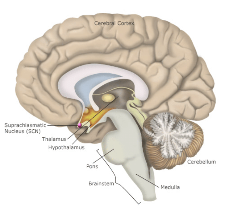 suprachiasmatic nucleus of brain